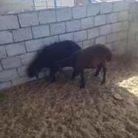 بره ریز