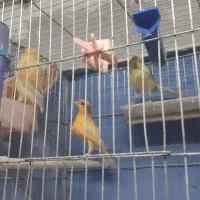 ماده قناری اماده