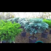 جونیپروس گل درخت نهال عید کریسمس کریسمسی نوئل کاج|گل و گیاه طبیعی|تهران, سید خندان (جلفا)|دیوار