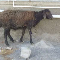 یک راس شیشک است و 2عدد بره نر و ماده