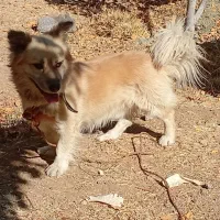 واگذاری سگ پا کوتاه