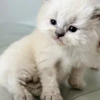 پرشین هیمالین