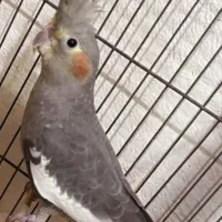 فروش پرنده عروس هلندی|پرنده|میانه, |دیوار