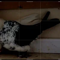 فروش دوعدد کبوتر با جنس اصیل گرایی