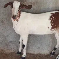 کهره ماده