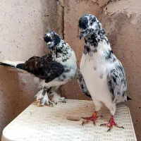 ۲۰تا کفتر عروسک