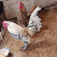 دوتا خوروس مینیاتوری