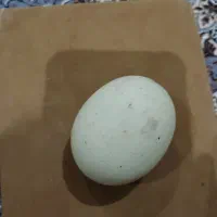 سنگ الماس آسیاب