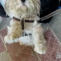 سگ پاکوتاه شیتزو