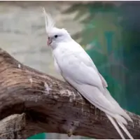 عروس هلندی سفید گمشده ، مژدگانی