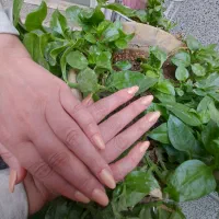 مدل کاشت ناخن|خدمات آرایشگری و زیبایی|ری, فیروزآباد|دیوار