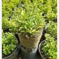 خدمات باغبانی سم پاشی هرس درختان کاشت گیاهان زینتی|خدمات باغبانی و درختکاری|تهران, زعفرانیه|دیوار