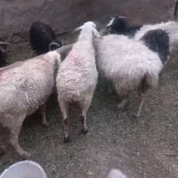 میش زایده درجع یک