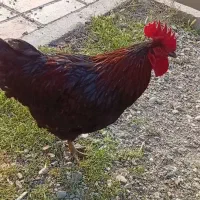 مرغ خروس