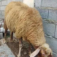 گوسفند ماده میش آبستن