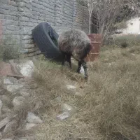 باسلام گوسفندبابره نر سالم جوان