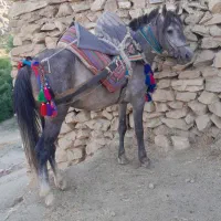 اسب ویرغه