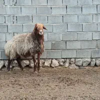 قوچ هترو|حیوانات مزرعه|شیروان (خراسان), |دیوار