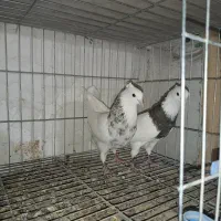 کبوتر طوقی