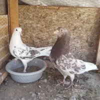 ۹جفت کفتر نروماده نامبروان