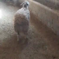 شک مه|حیوانات مزرعه|لاجان, |دیوار