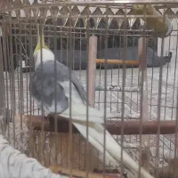پرنده|پرنده|مشهد, کارگران|دیوار