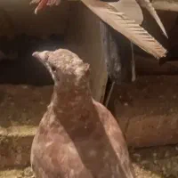 پنج عدد کفتر|پرنده|کرمان, |دیوار