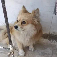 پامر روباهی