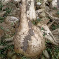 چغندر باکیفیت