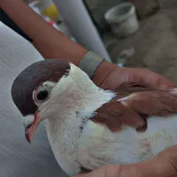 کبوتر فروشی نر
