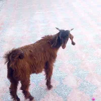 کهره نر|حیوانات مزرعه|لار, |دیوار
