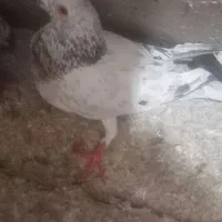 کفتر طوقی سرور