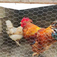 خروس و مرغ تخم گذار محلی هر کدام ۶۵۰ تومان