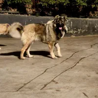 سگ‌ قفقازی|سگ|بومهن, |دیوار