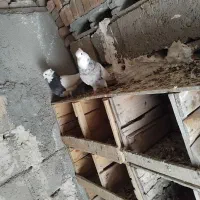 تعدادی طوقی معامله با صرب|پرنده|باروق, |دیوار