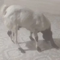 پازن پاکستانی خورموج