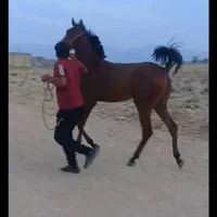 فروش فوری