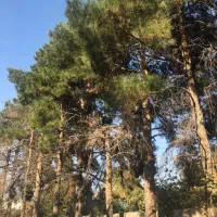 چوب درختان میوه باغستان شهریار