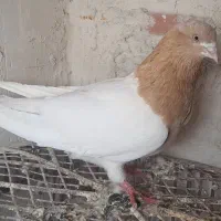 باش ساری|پرنده|اردبیل, |دیوار