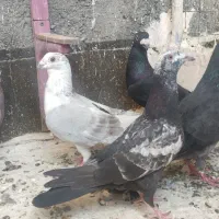 کبوتر کفتر پرنده صید