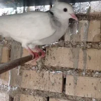 یک توق الماسی وقتی بزرگ شد مثل پدرش زرین میشه