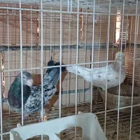 کبوتر|پرنده|آزادشهر, |دیوار