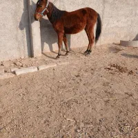 دو راس مادیون سواری (مادیان، اسب)