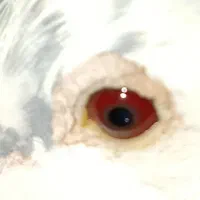 دوجفت نرو ماده به شرت