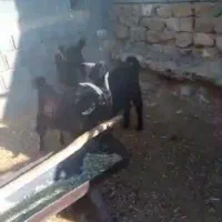 ۱۰عددکهره