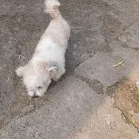 فروش سگ شیتزو تریر  نر|سگ|تهران, دانشگاه شریف|دیوار