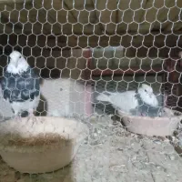 طوقی زرین نر