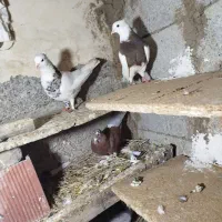 زیادی|پرنده|اردبیل, |دیوار