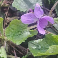 وکیل و مشاور حرفه ای  مالیاتی و بیمه