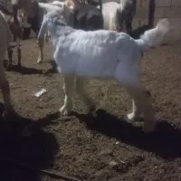 کهره نر